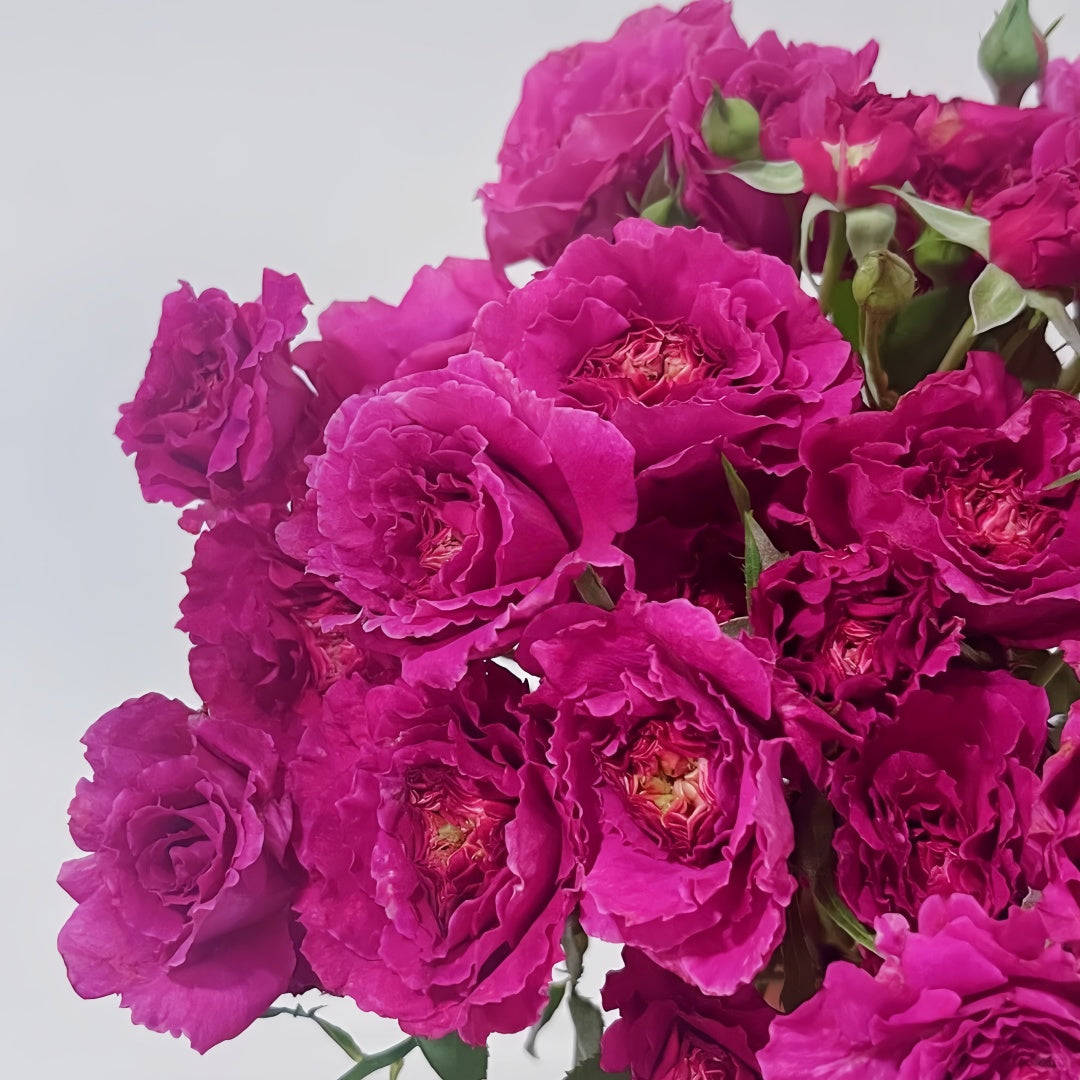 Ramukan Rose
