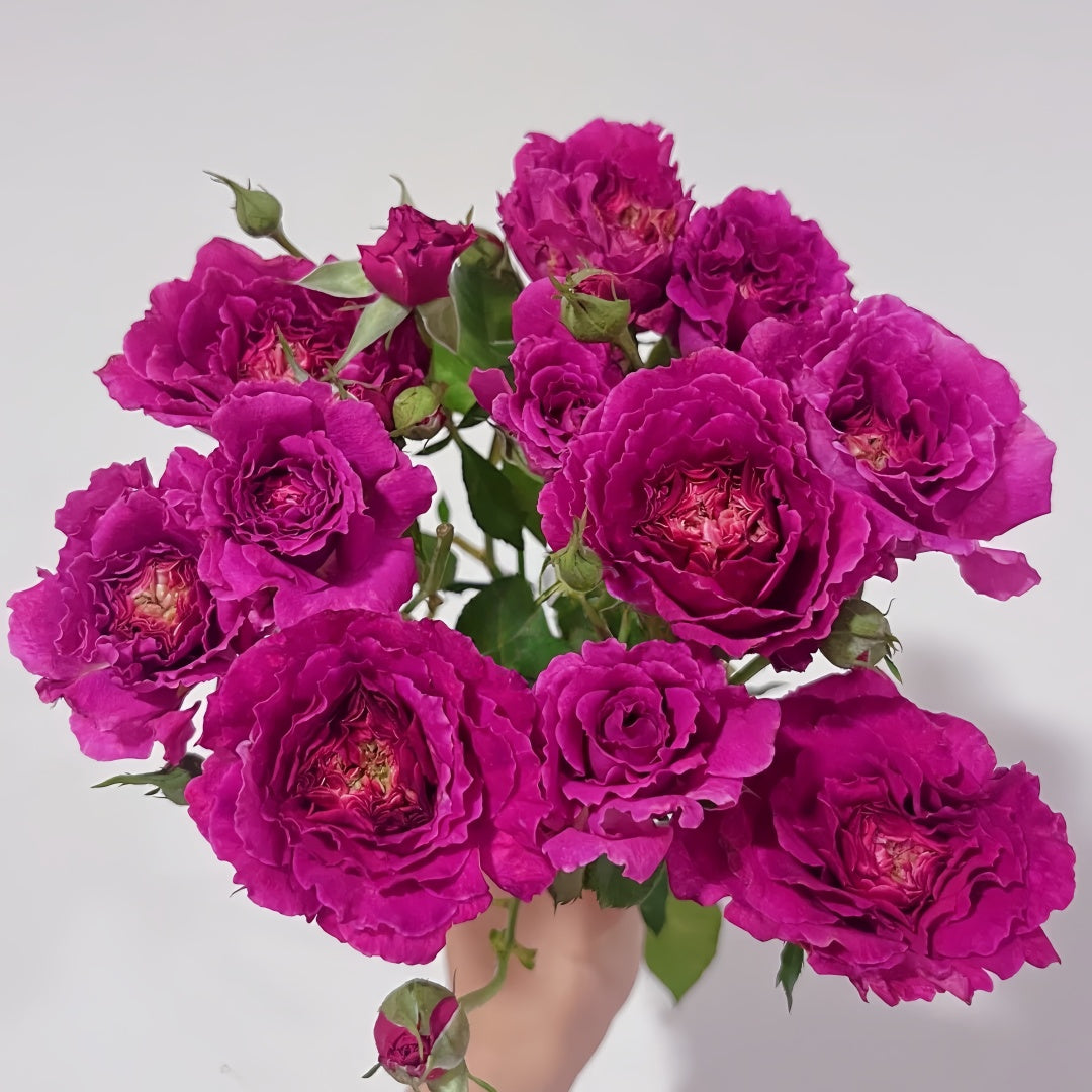Ramukan Rose