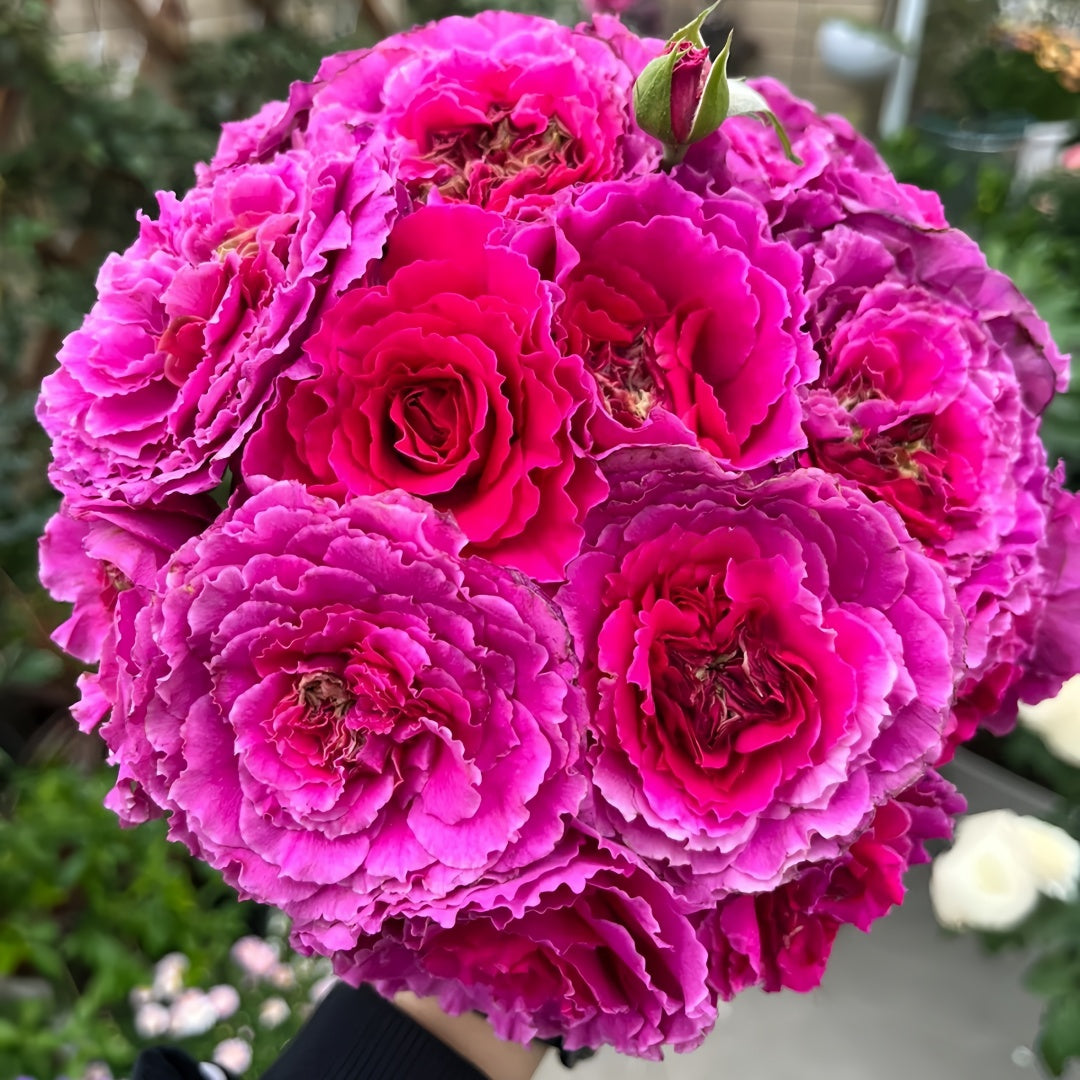 古箏（rose rosaさん専用） 古箏（rose rosaさん専用）