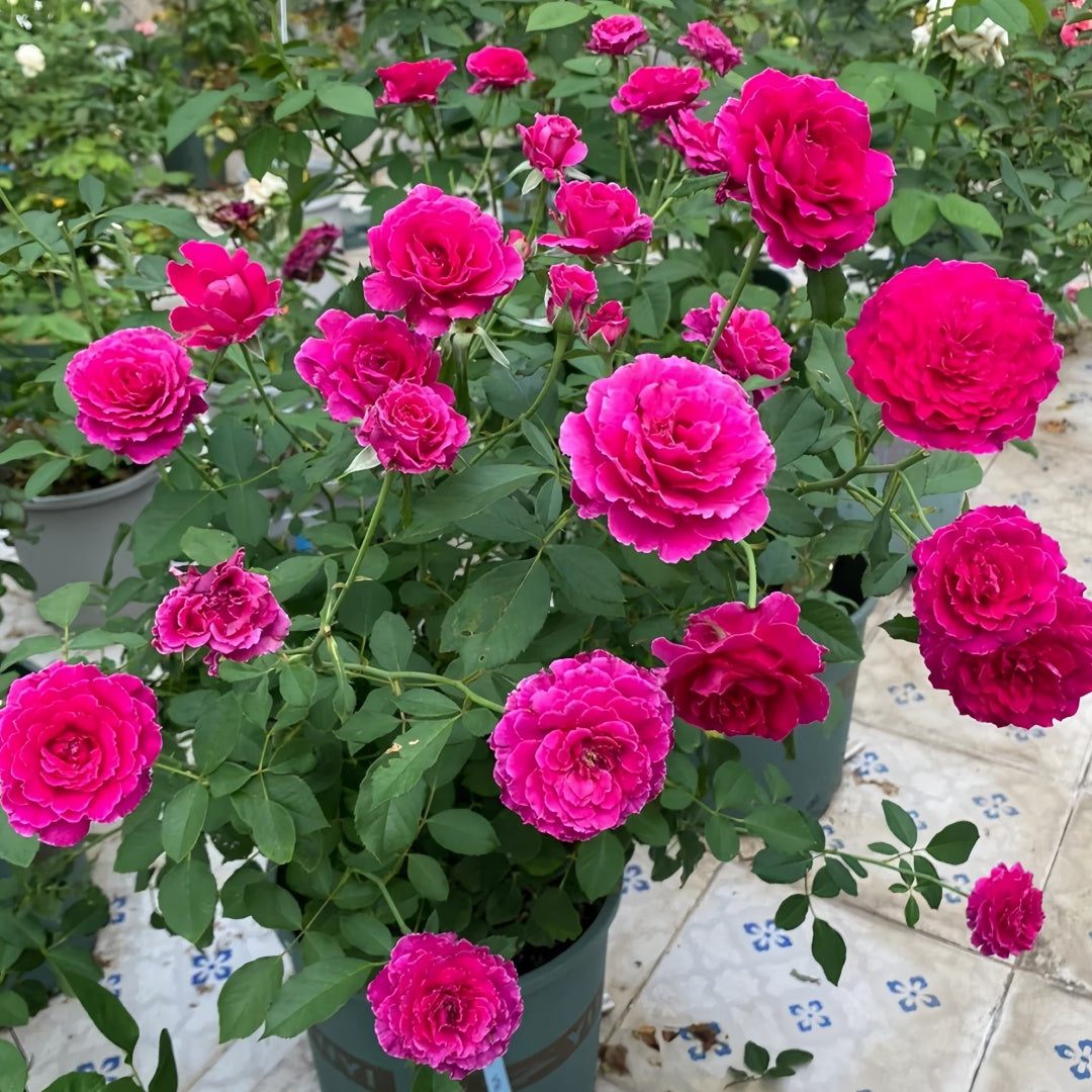 Ramukan Rose