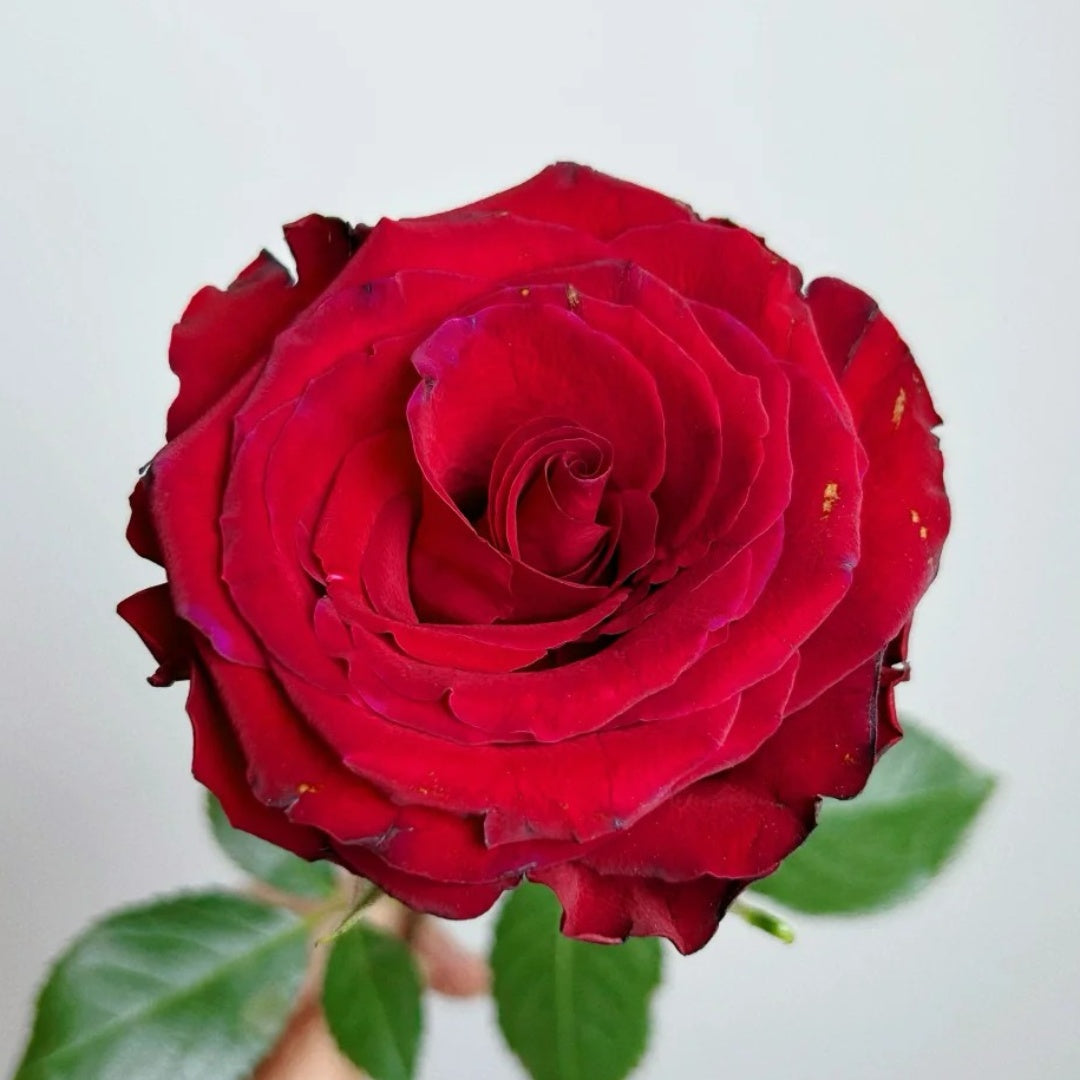 Red Ambiance Rose