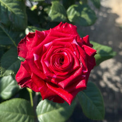 Red Panther Rose