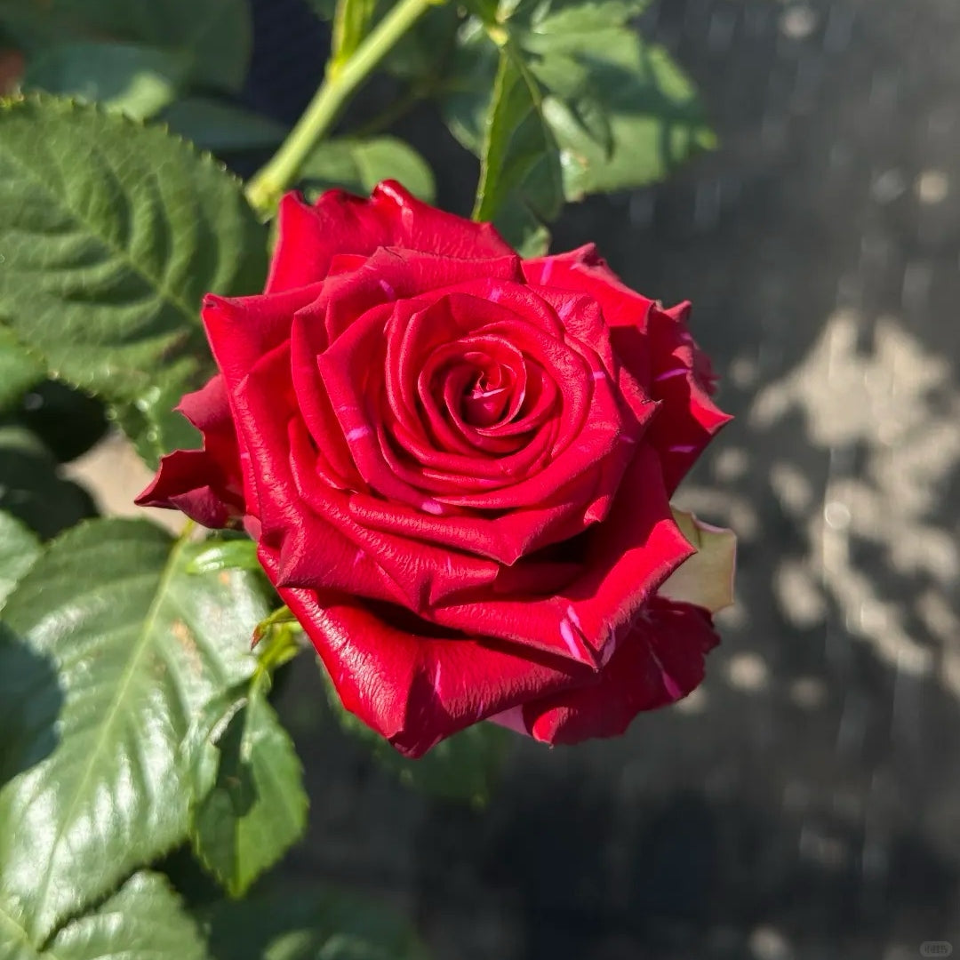 Red Panther Rose