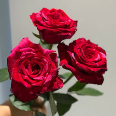 Red Panther Rose