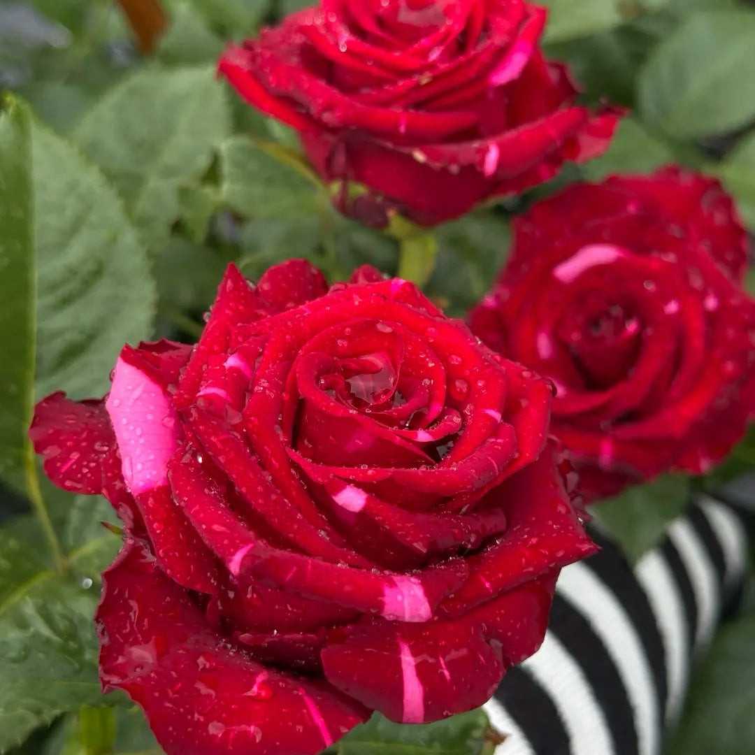 Red Panther Rose