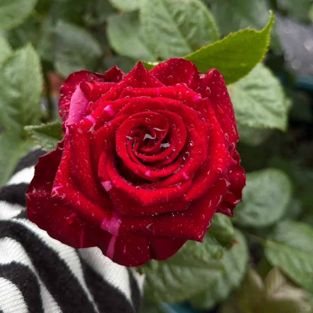 Red Panther Rose