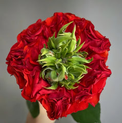 Red Eye Rose