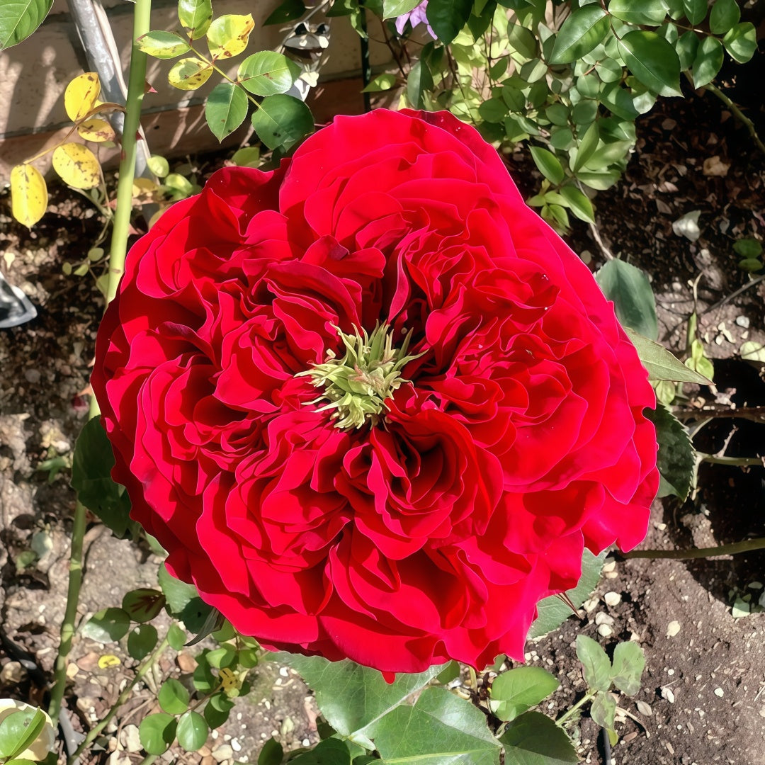Red Eye Rose