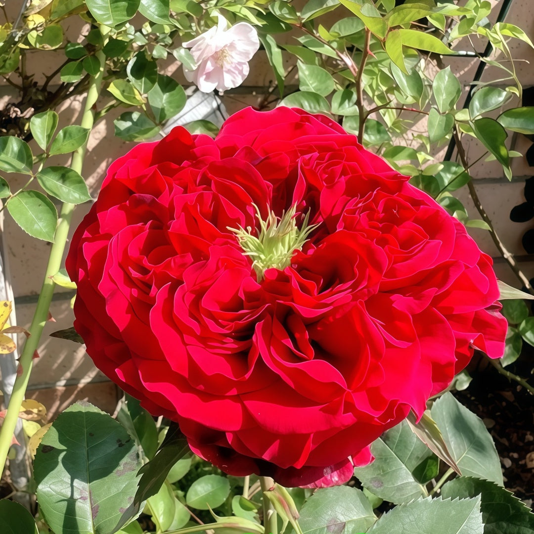 Red Eye Rose