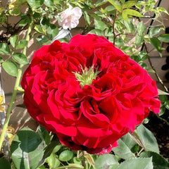 Red Eye Rose