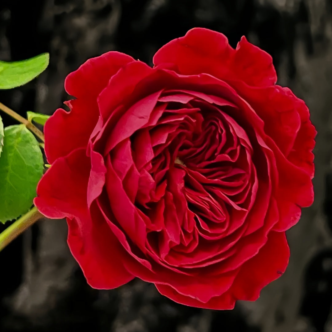 Red Leonardo da vinci