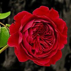 Red Leonardo da vinci