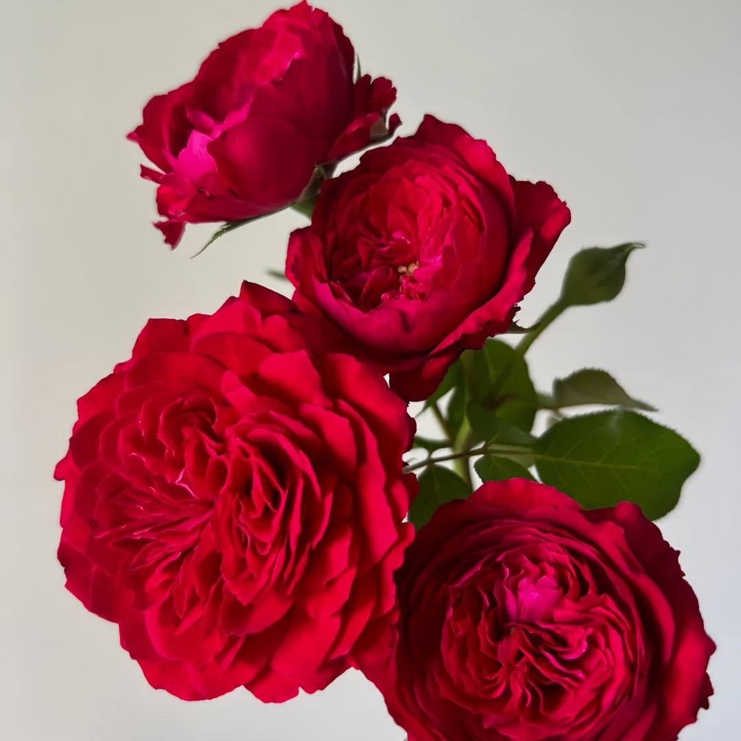 Red Leonardo da vinci