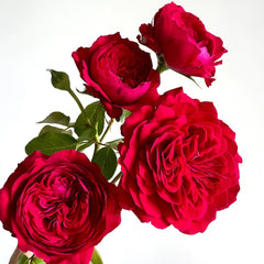 Red Leonardo da vinci