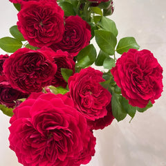 Red Leonardo da vinci