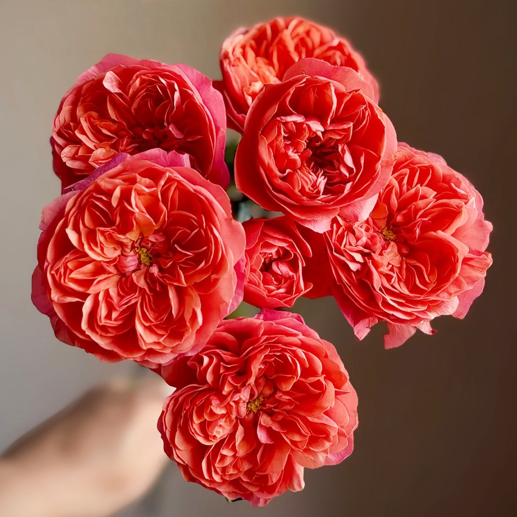 Chinese Roses – Page 2 – Ergongzy Roses