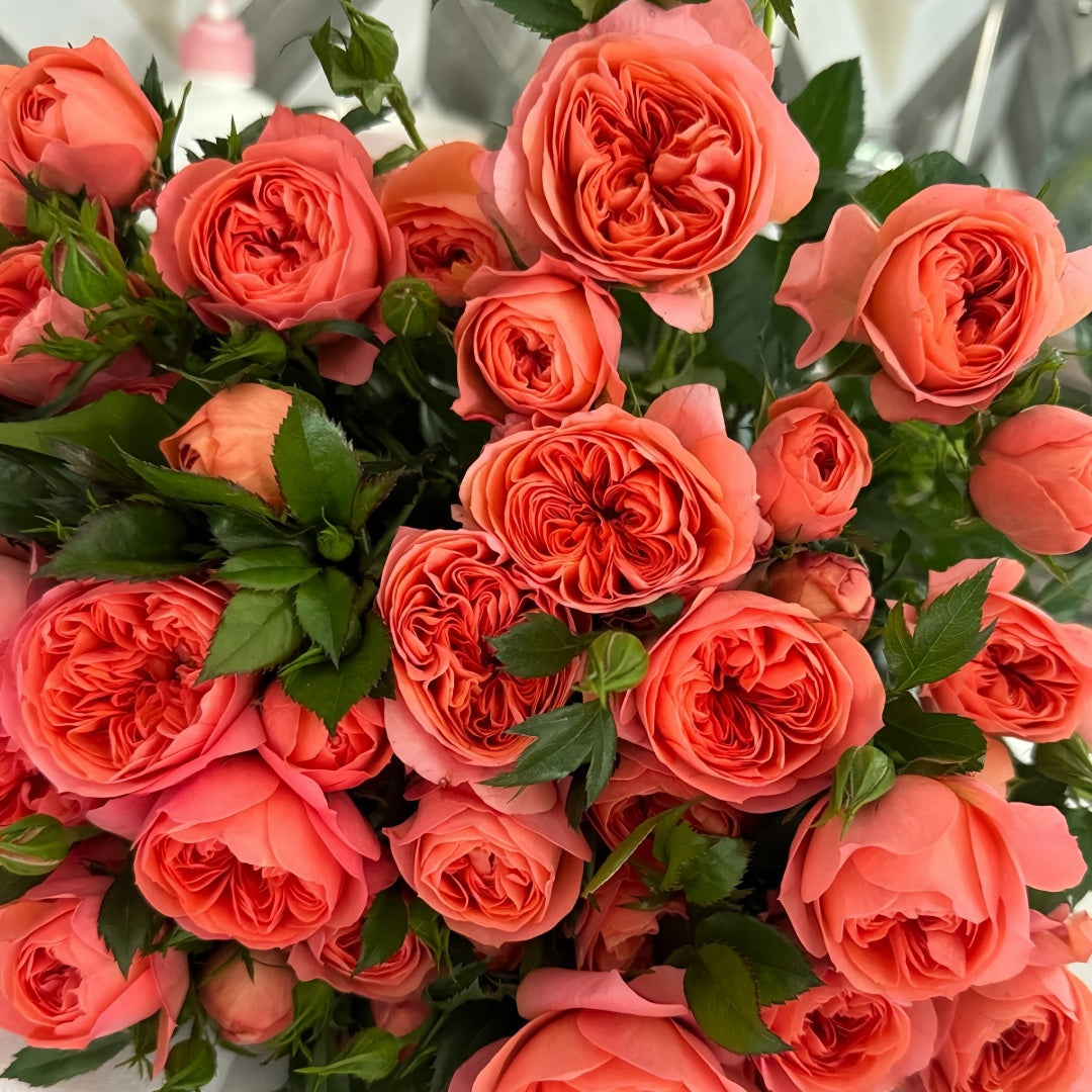 Red juicy terrazza Rose