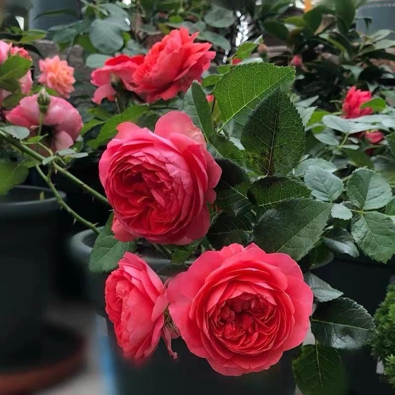 Red juicy terrazza Rose