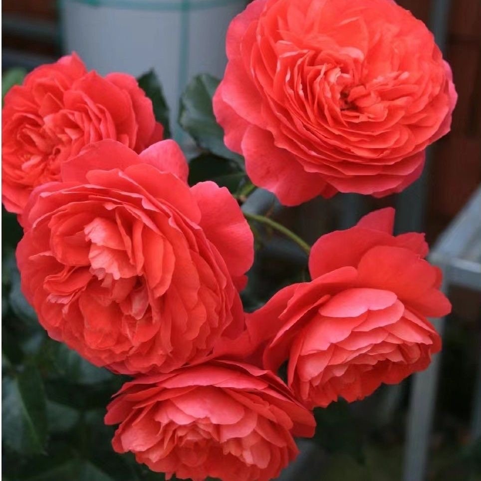 Red juicy terrazza Rose