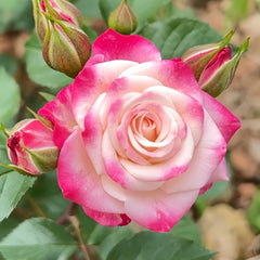 Reflex Rose
