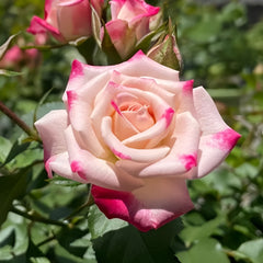 Reflex Rose