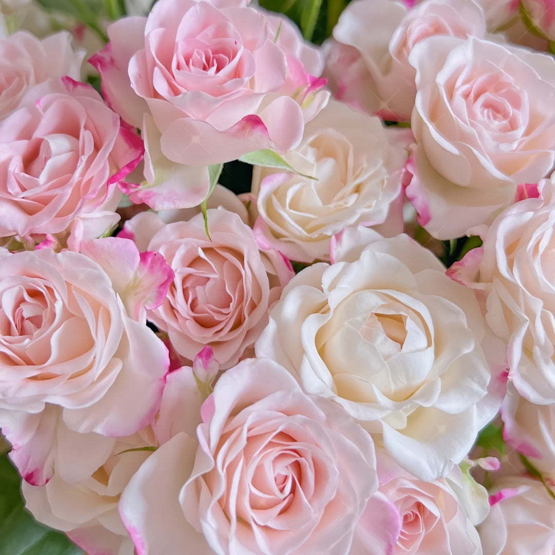 Reflex Rose