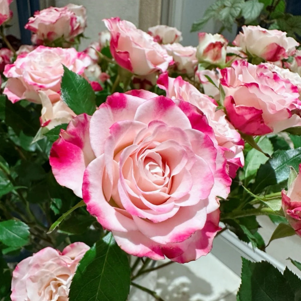 Reflex Rose