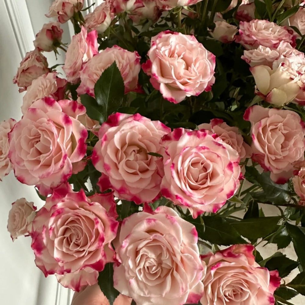 Reflex Rose