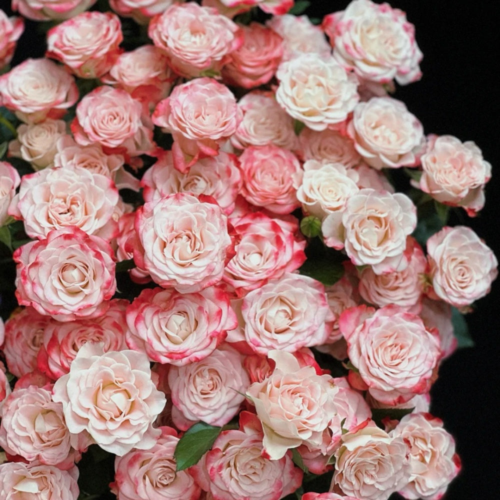 Reflex Rose