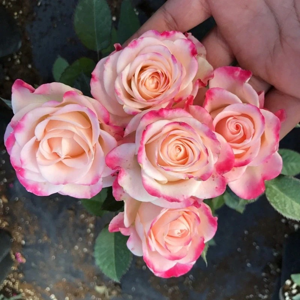 Reflex Rose