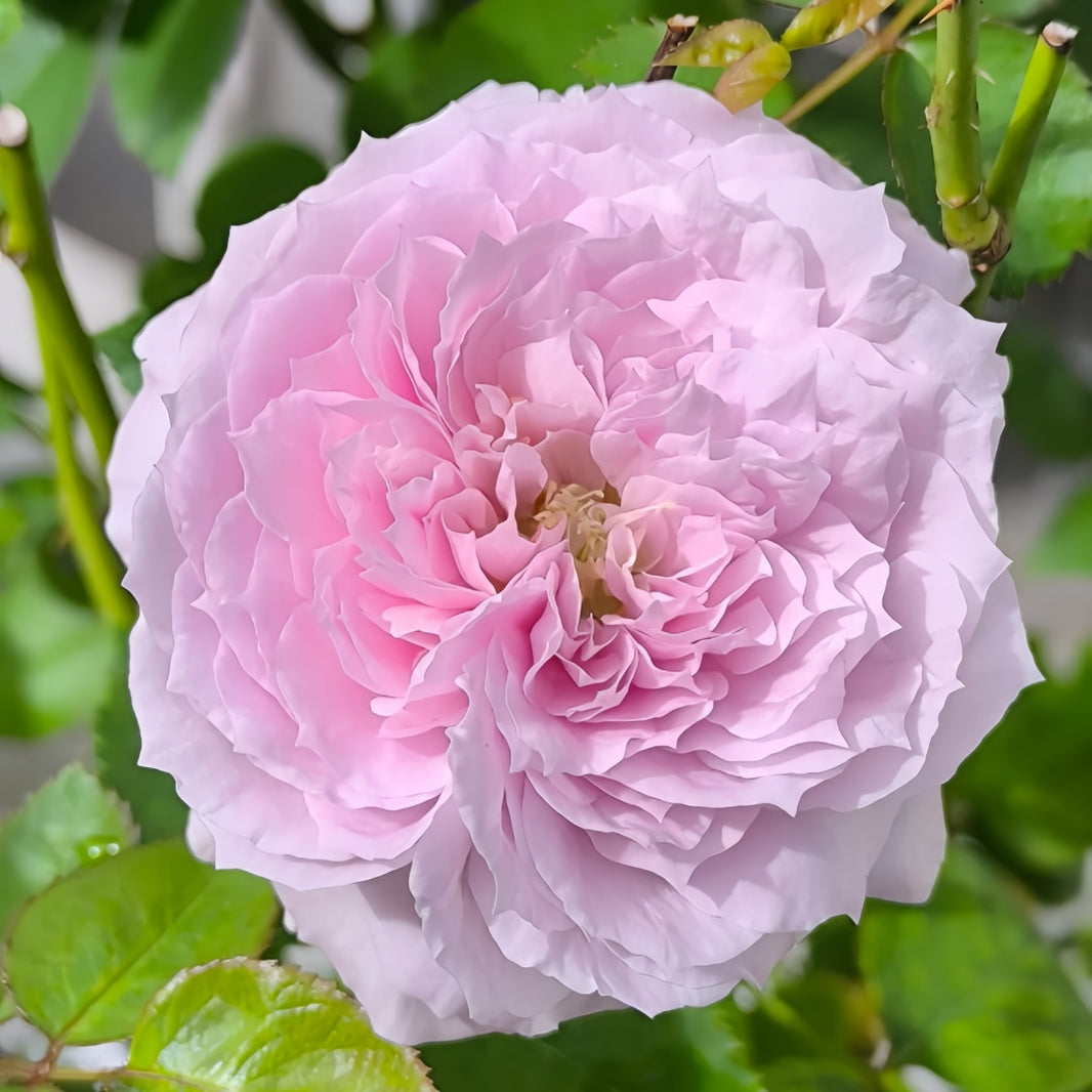 Japanese Roses – Page 2 – Ergongzy Roses