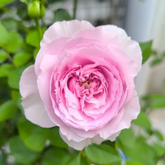 Repartil Rose