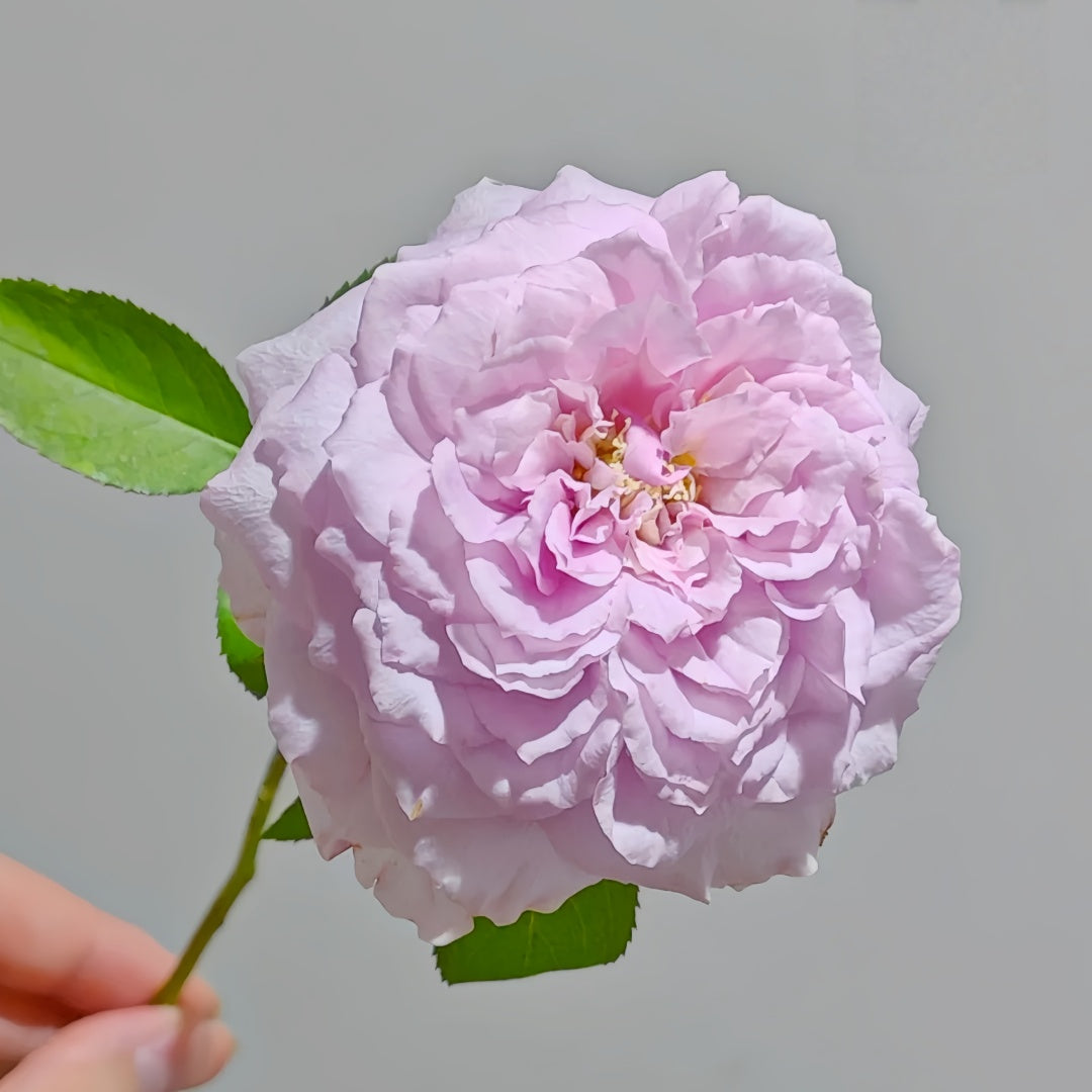 Repartil Rose