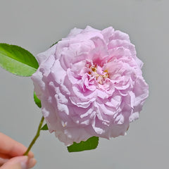 Repartil Rose