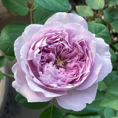 Repartil Rose