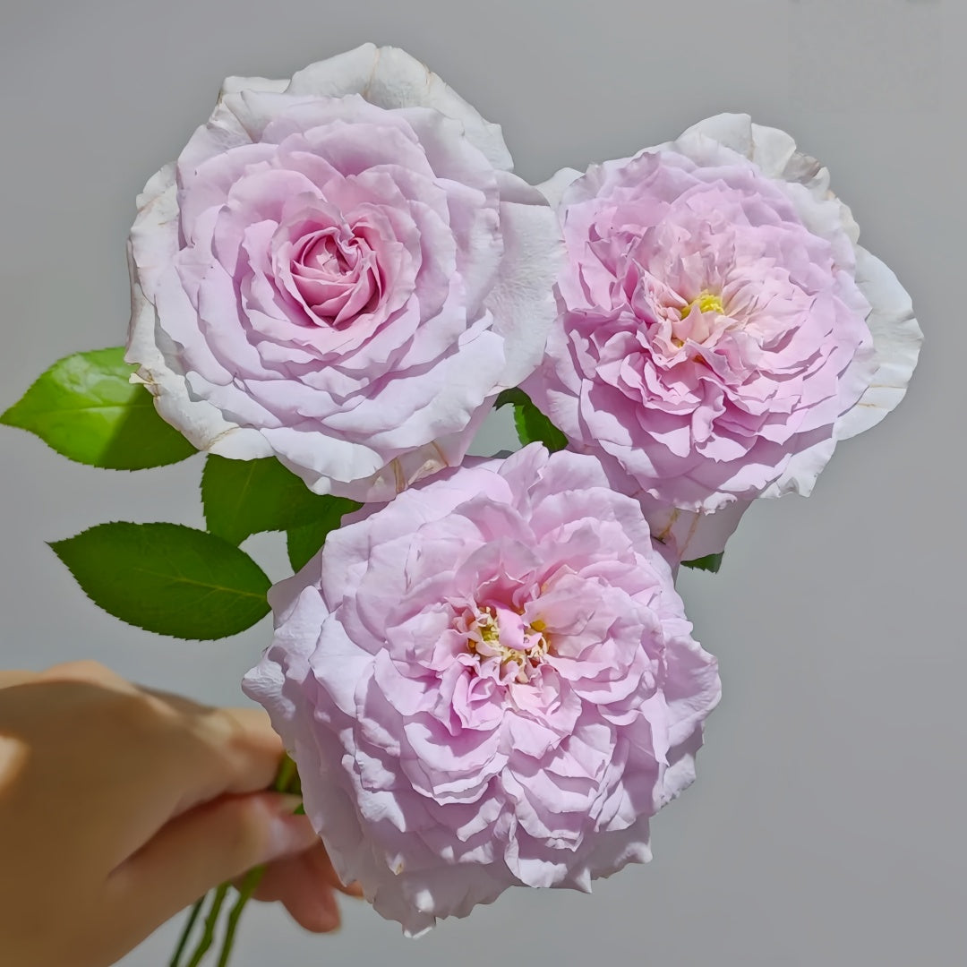 Repartil Rose