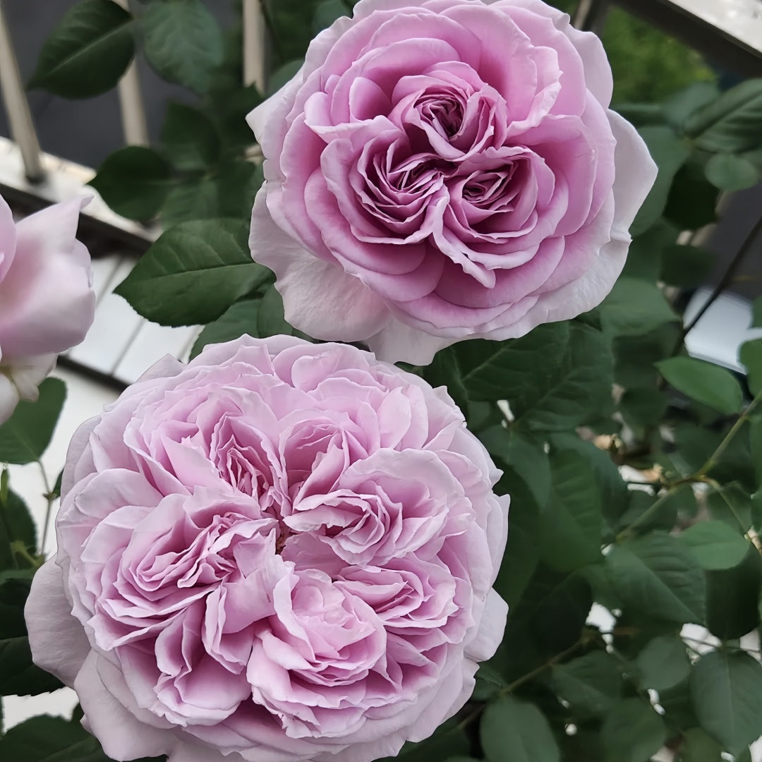 Repartil Rose