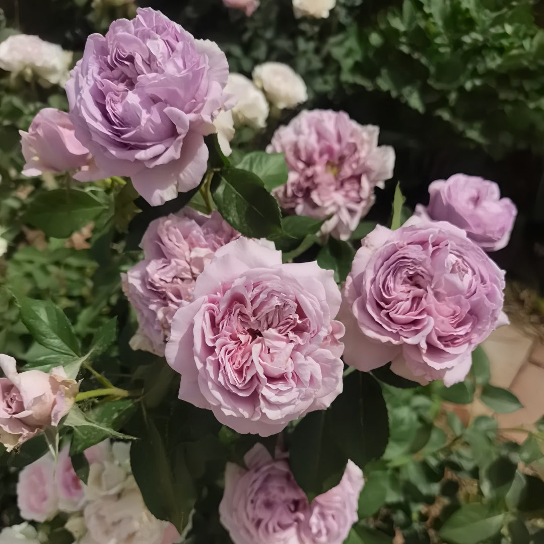 Repartil Rose