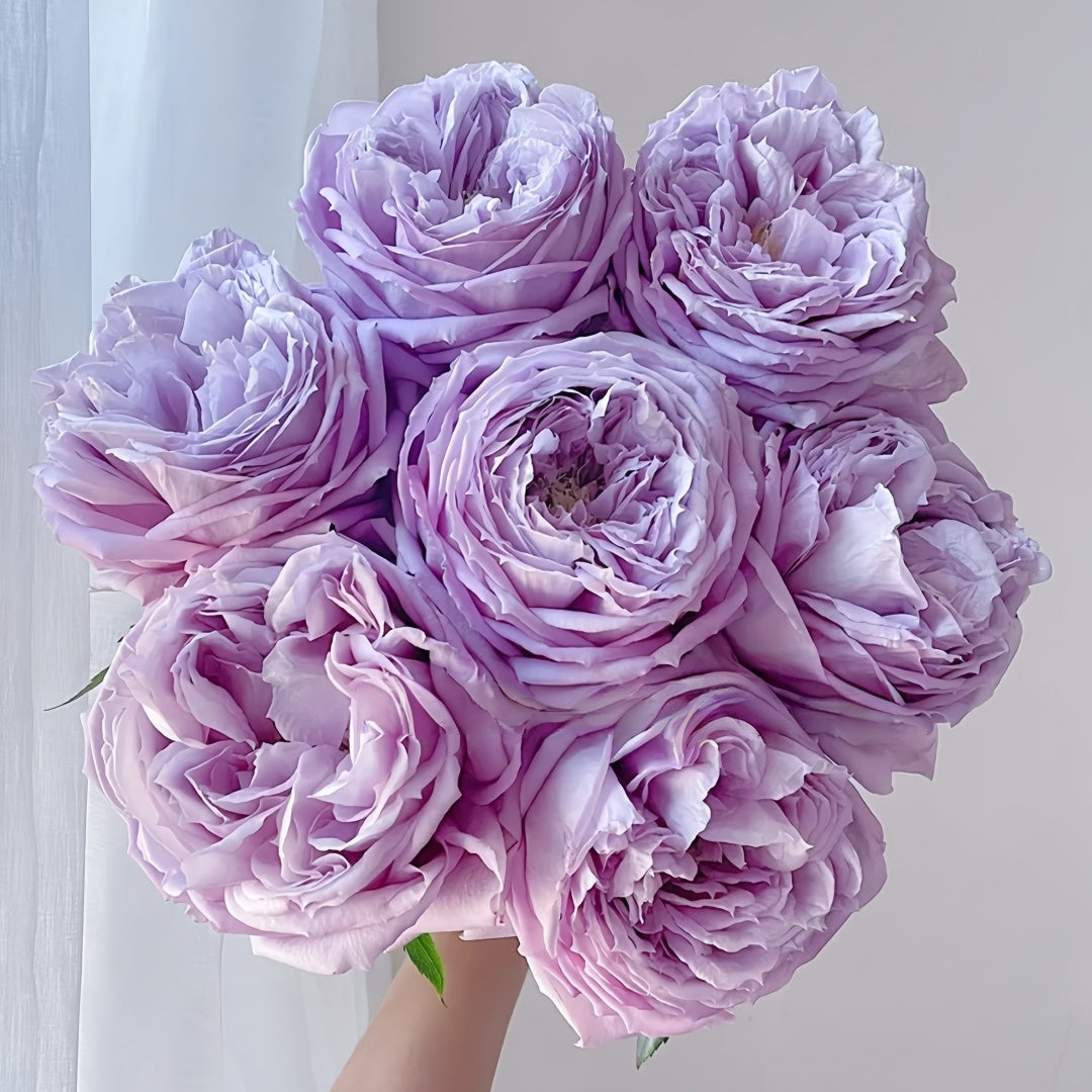 Repartil Rose