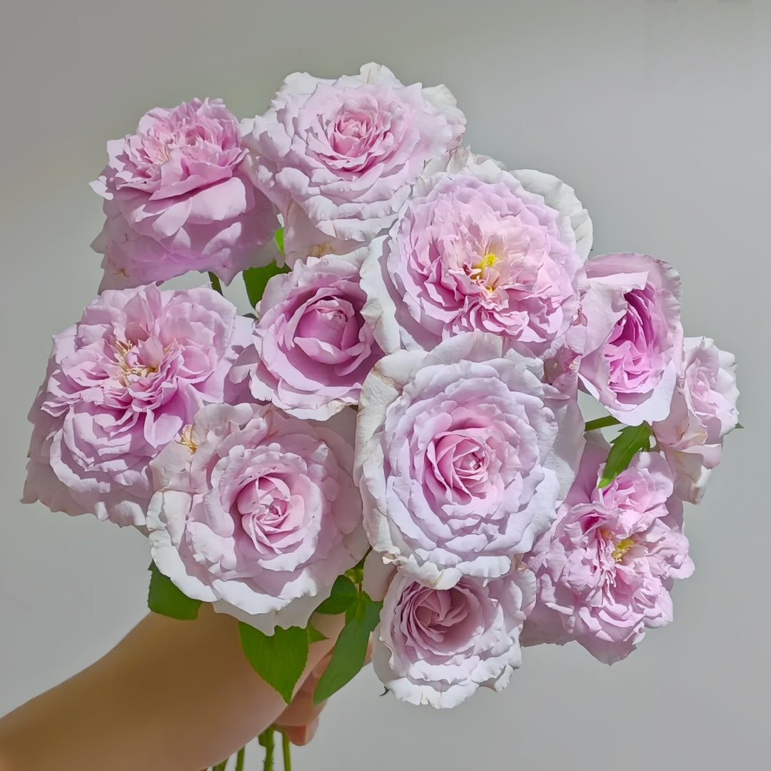 Repartil Rose
