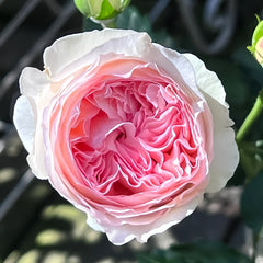 【ROSE☆ROSE】【2点まとめ】 Respride Fille Rose-伊芙乙女心｜Japanese Shrub Rose