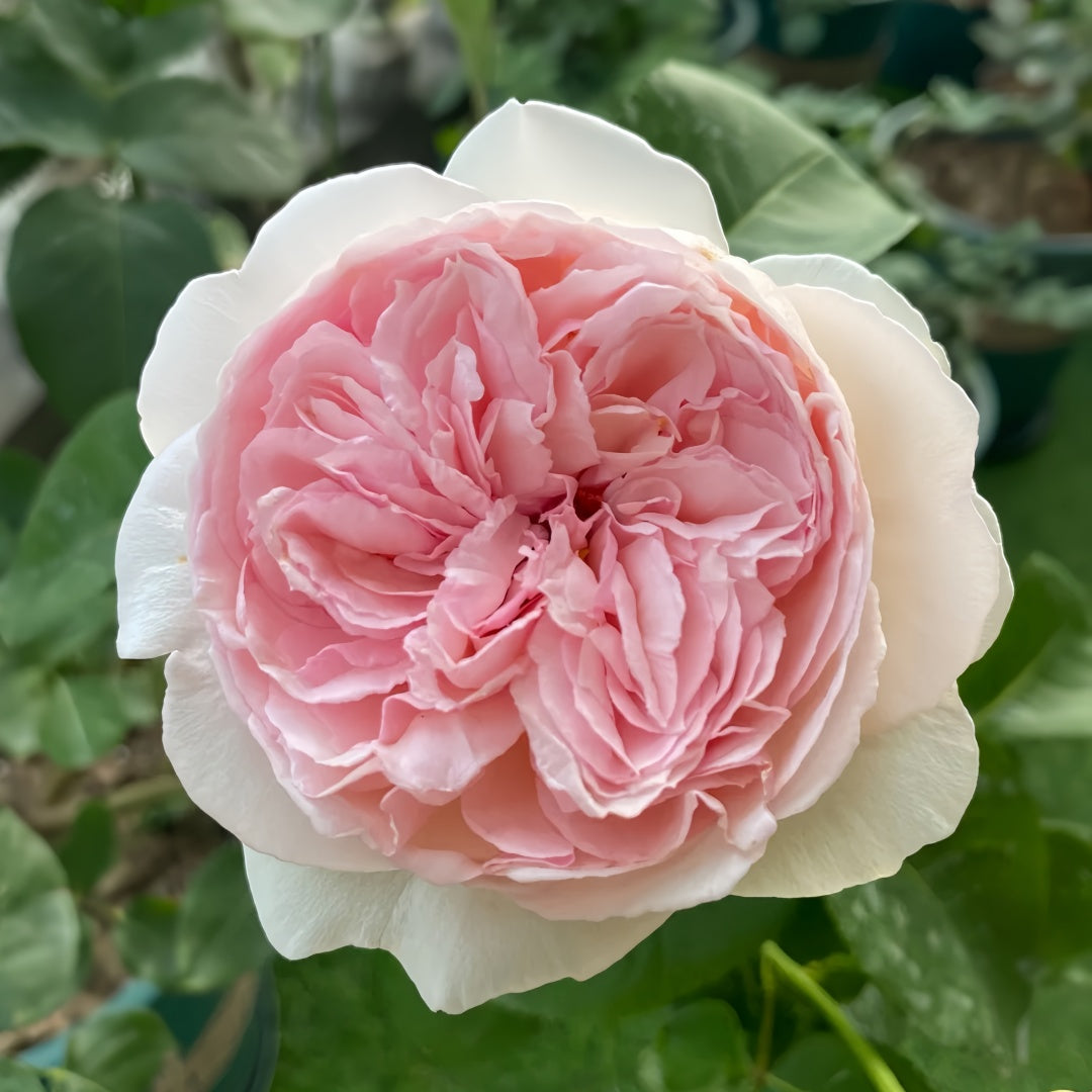 Respride Fille Rose-伊芙乙女心｜Japanese Shrub Rose