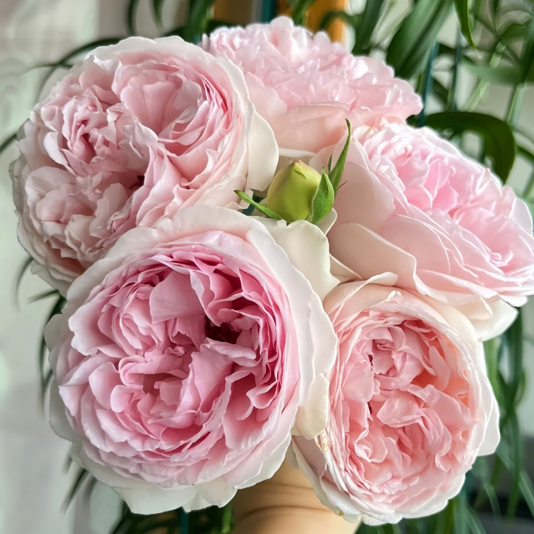 その他 lovely rose Lovely Hearts | Stevens and Son Wholesale Florist
