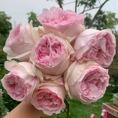 Respride Fille Rose