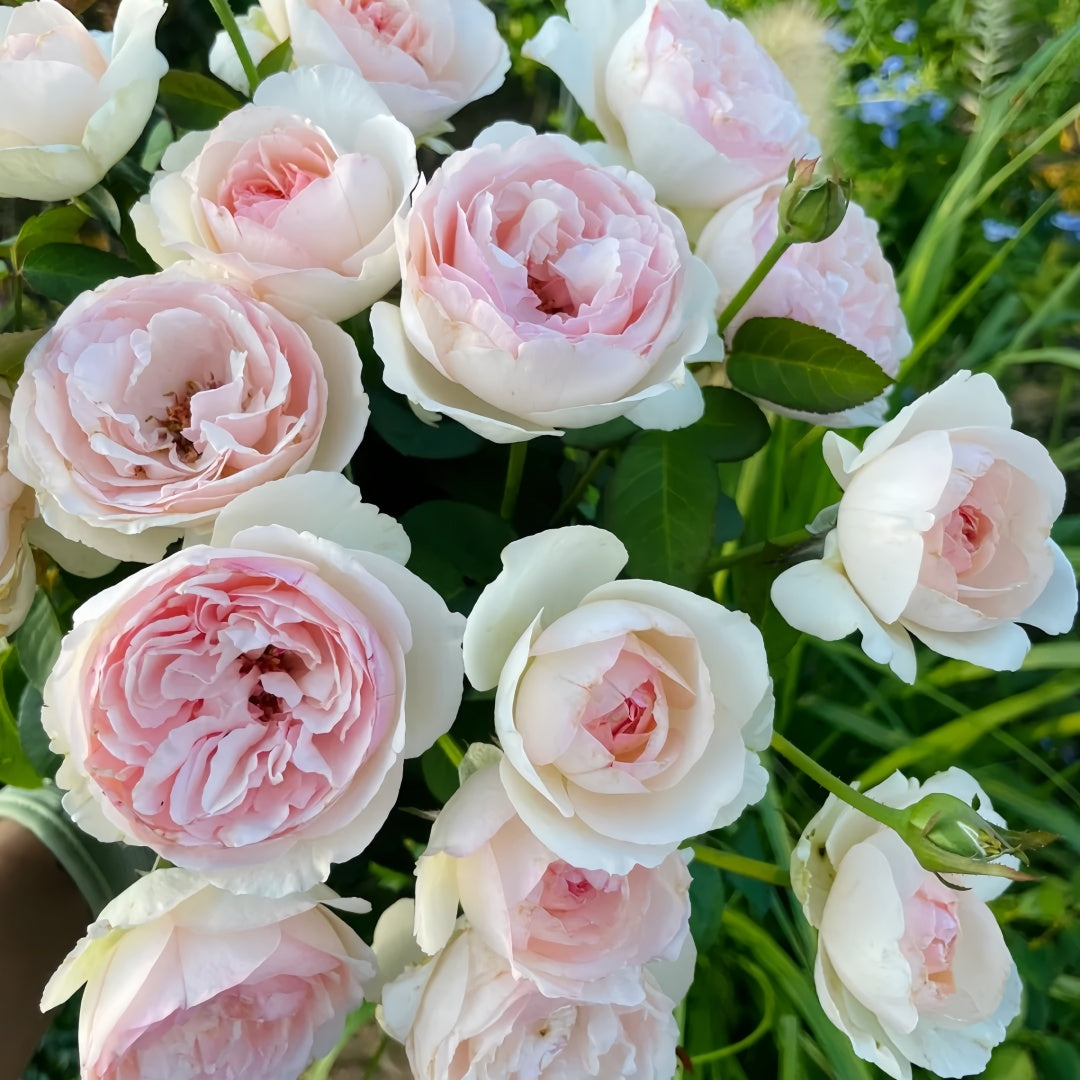 その他 lovely rose Respride Fille Rose-伊芙乙女心｜Japanese Shrub Rose