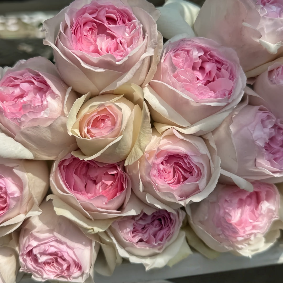 その他 lovely rose Lovely-Colored Insect, Lady Rose | Z/X -Zillions of enemy X
