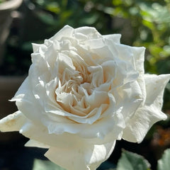 Réveil Rose