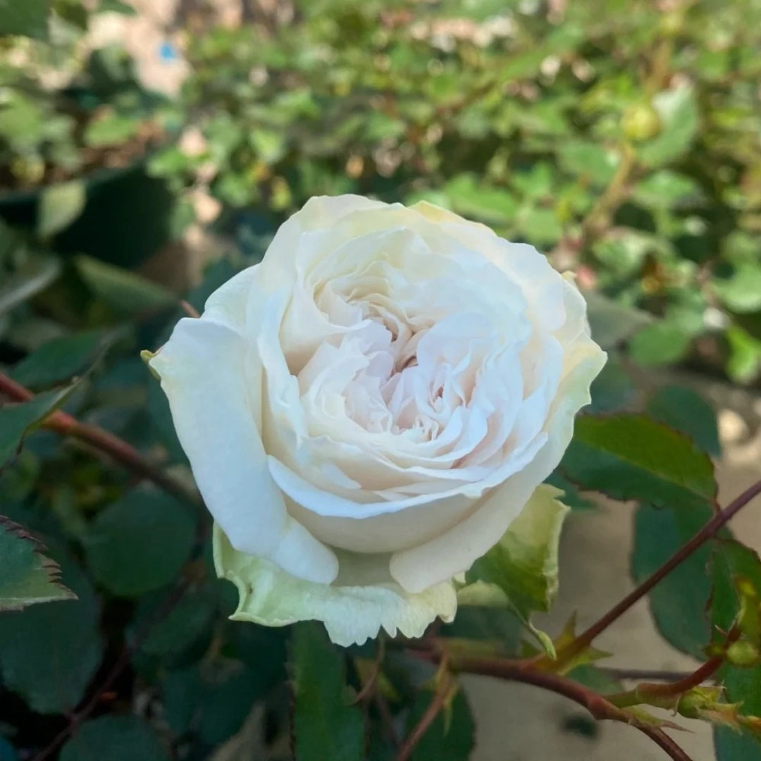 Réveil Rose