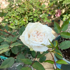 Réveil Rose