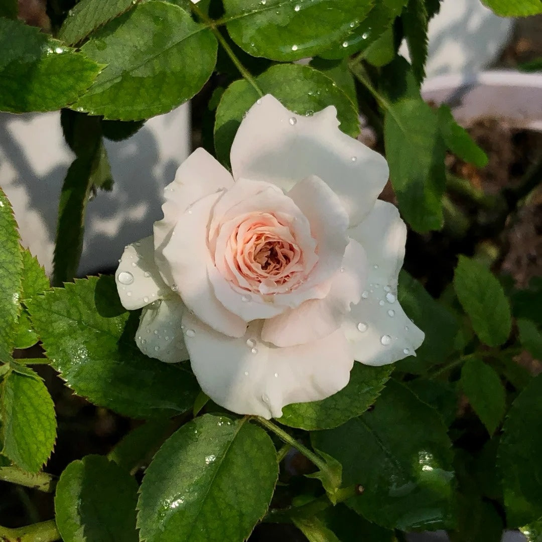 Réveil Rose
